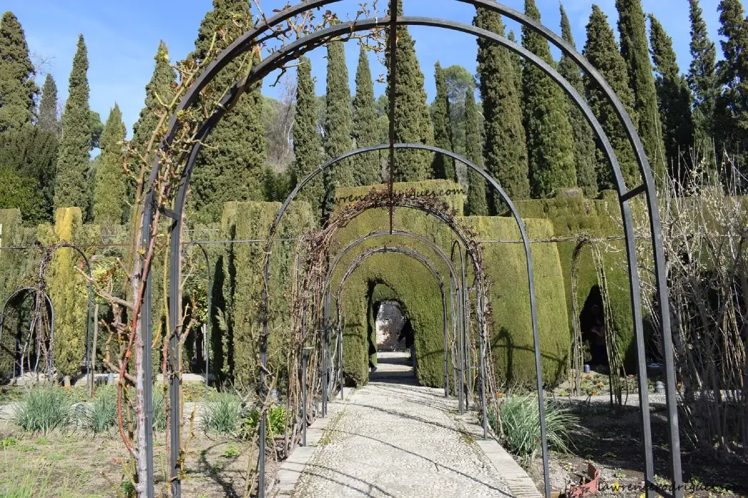 Cypress tree arches in the Generalife lower gardens